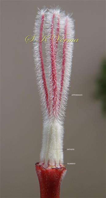 Stamens enclosing pistil